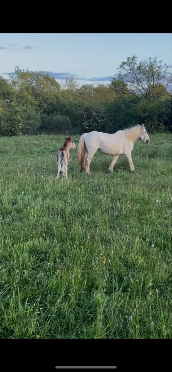 14 hands mare and filly foal - Image 2