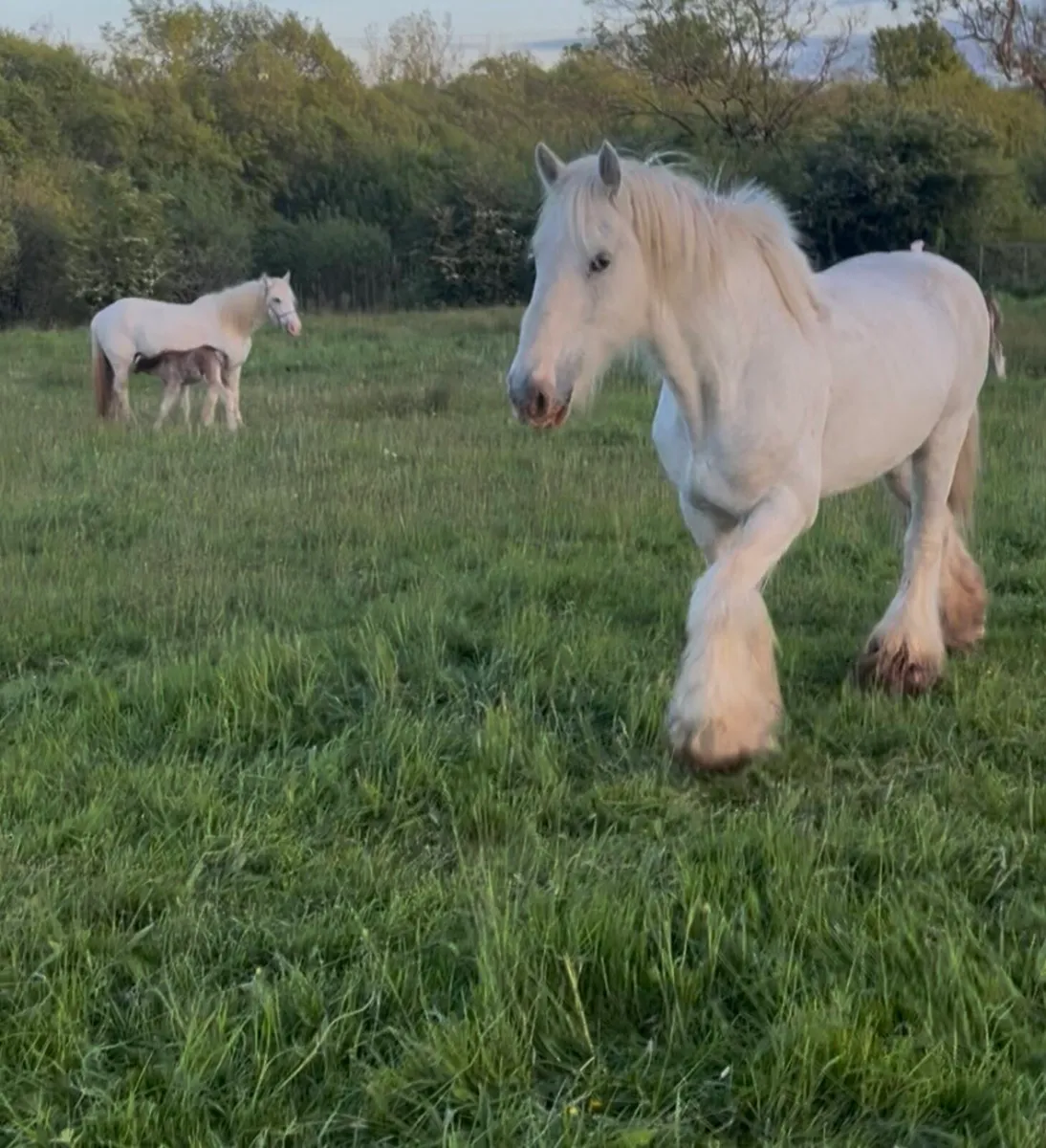 14 hands mare and filly foal - Image 3