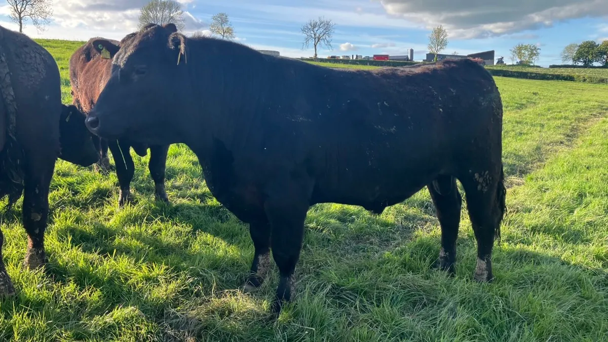 Pedigree Aberdeen Angus Bulls - Image 2