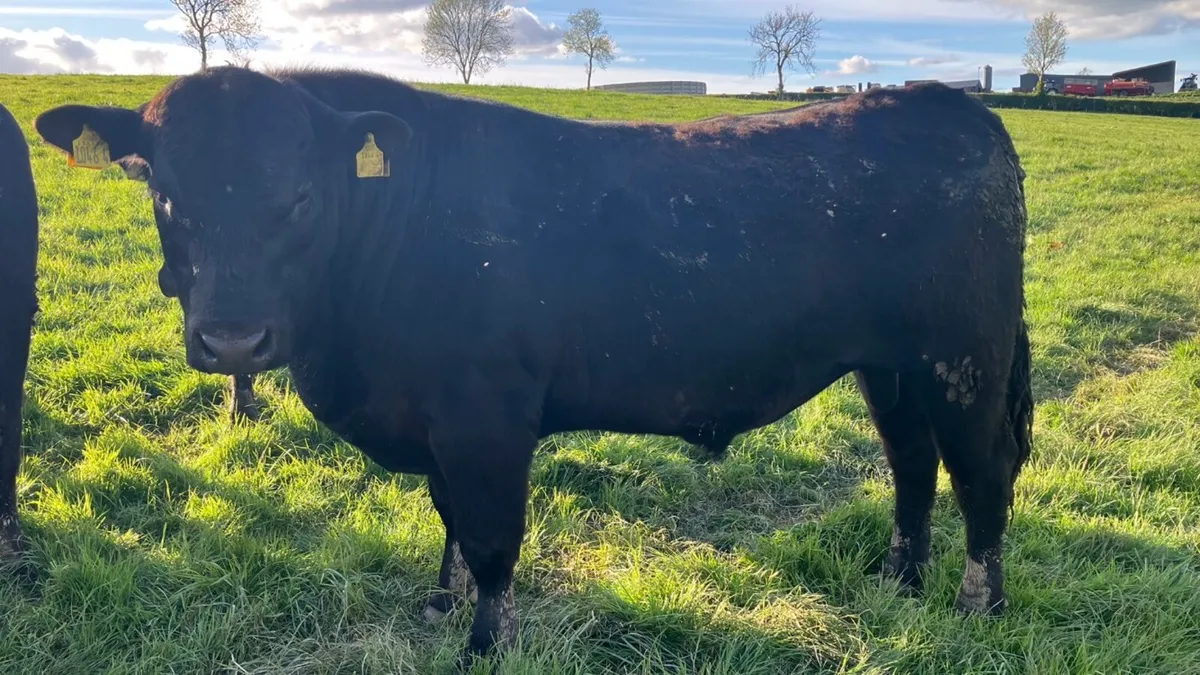 Pedigree Aberdeen Angus Bulls - Image 1