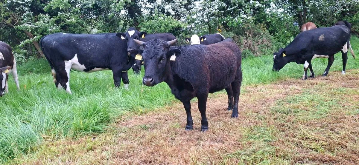 Dexter heifer - Image 1