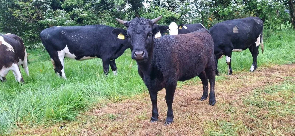Dexter heifer - Image 2