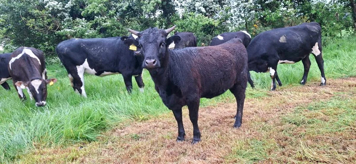 Dexter heifer - Image 3
