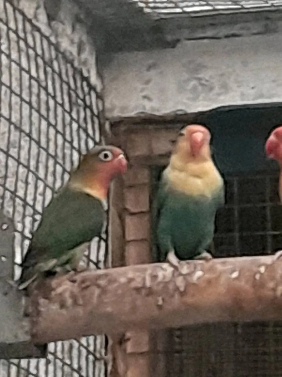 Male bluefront  amazon and lovebirds - Image 1