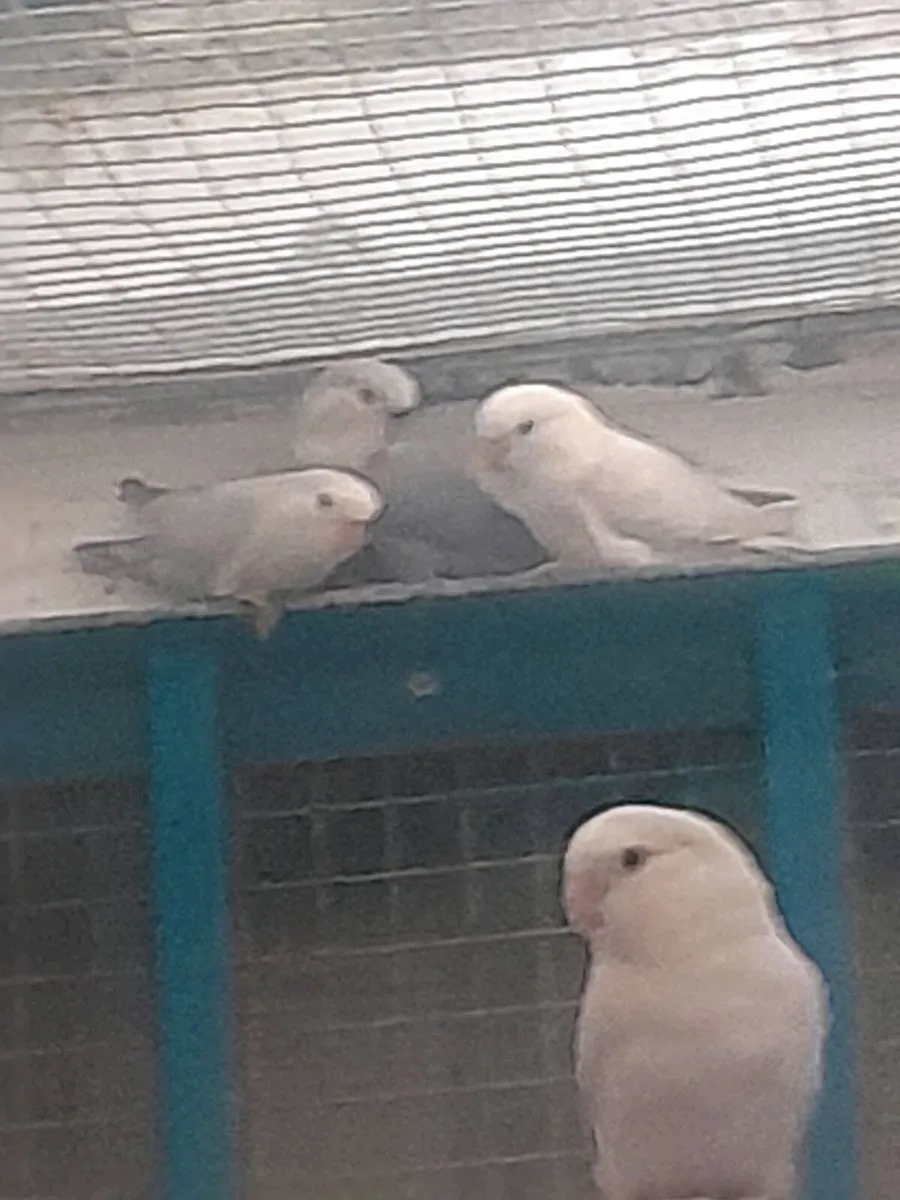Lovebirds - Image 2