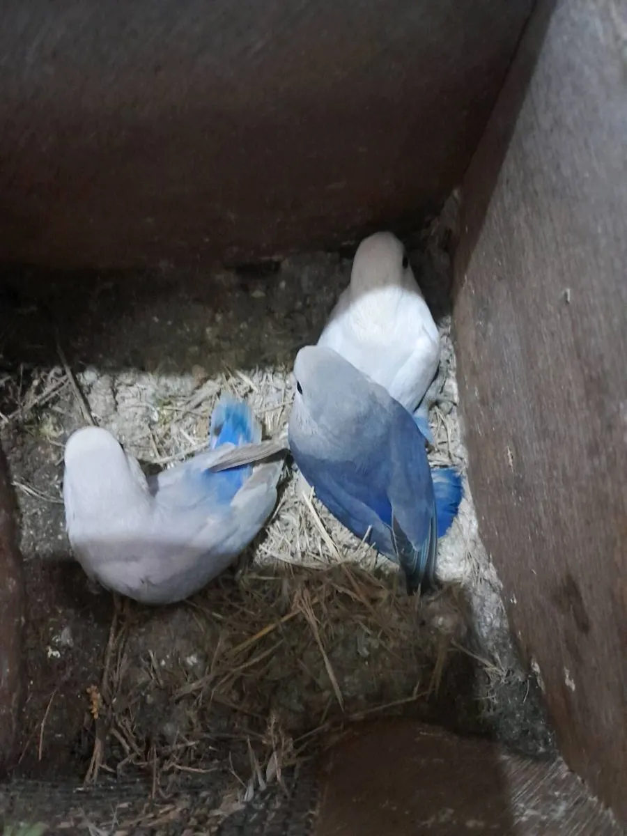 Lovebirds - Image 3