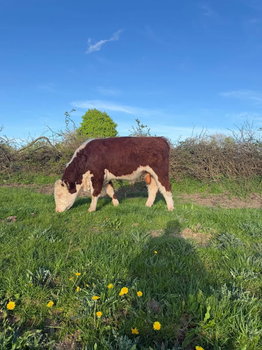 Pedigree Hereford bull - Image 1