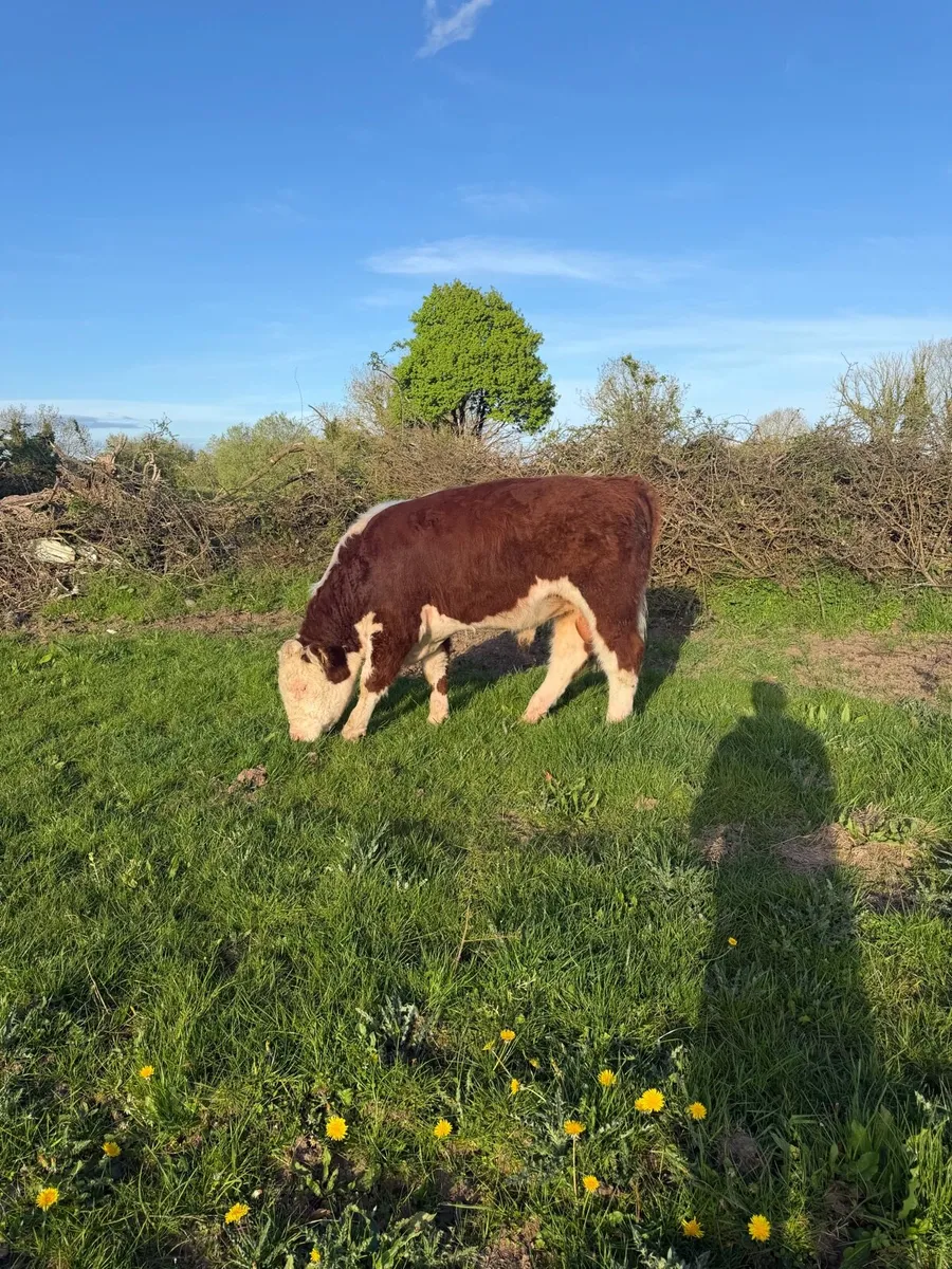 Pedigree Hereford bull - Image 2