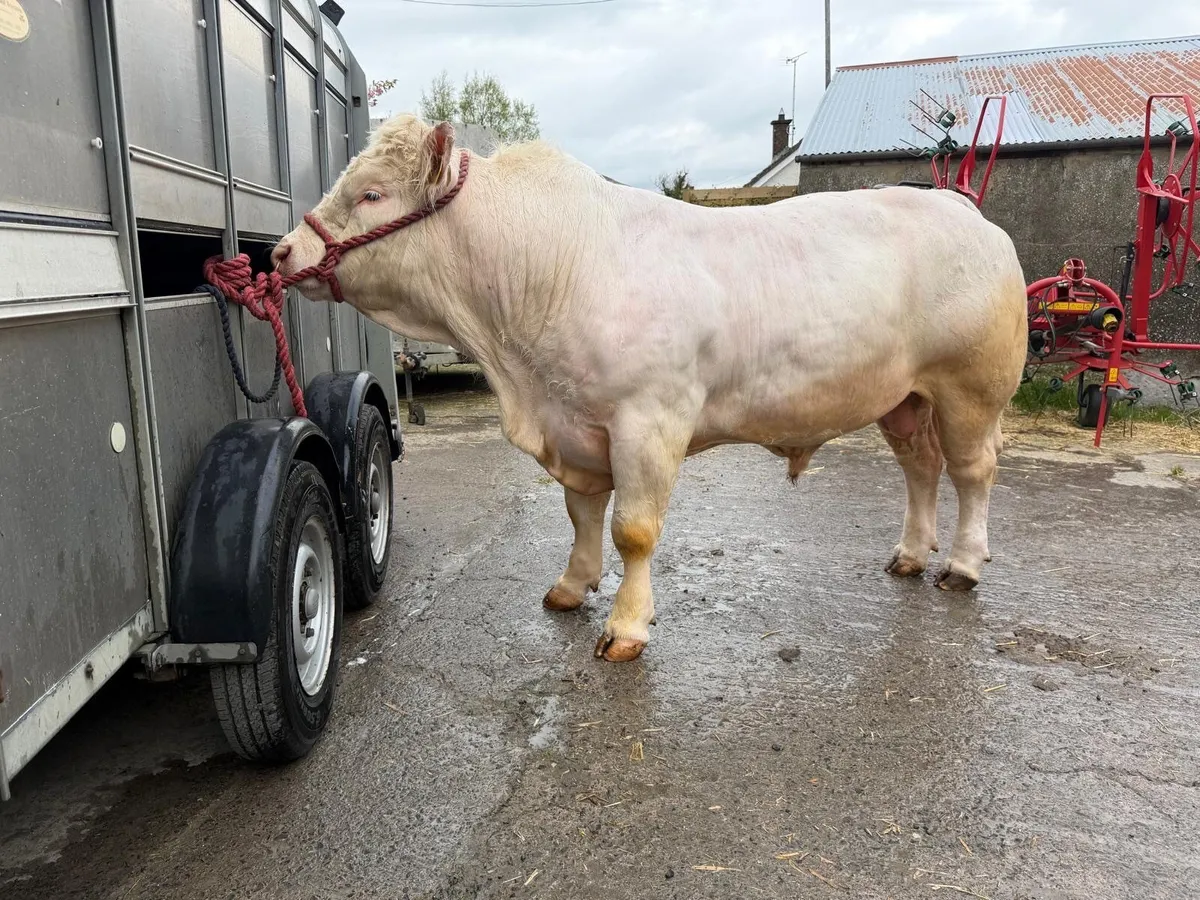 Charlois bull - Image 3