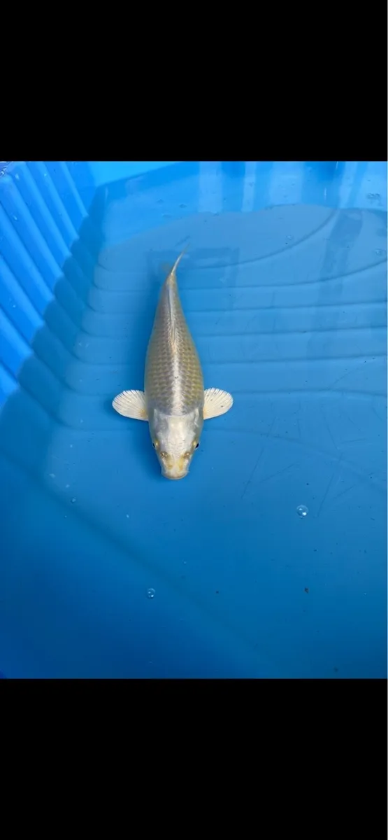 Japanese koi - Image 1