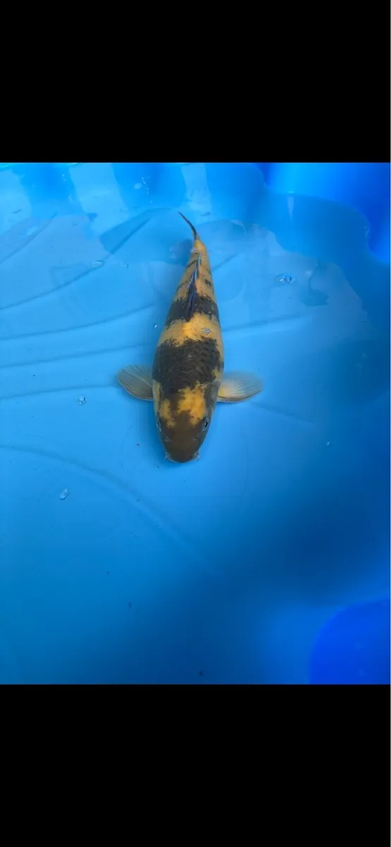Japanese koi - Image 2