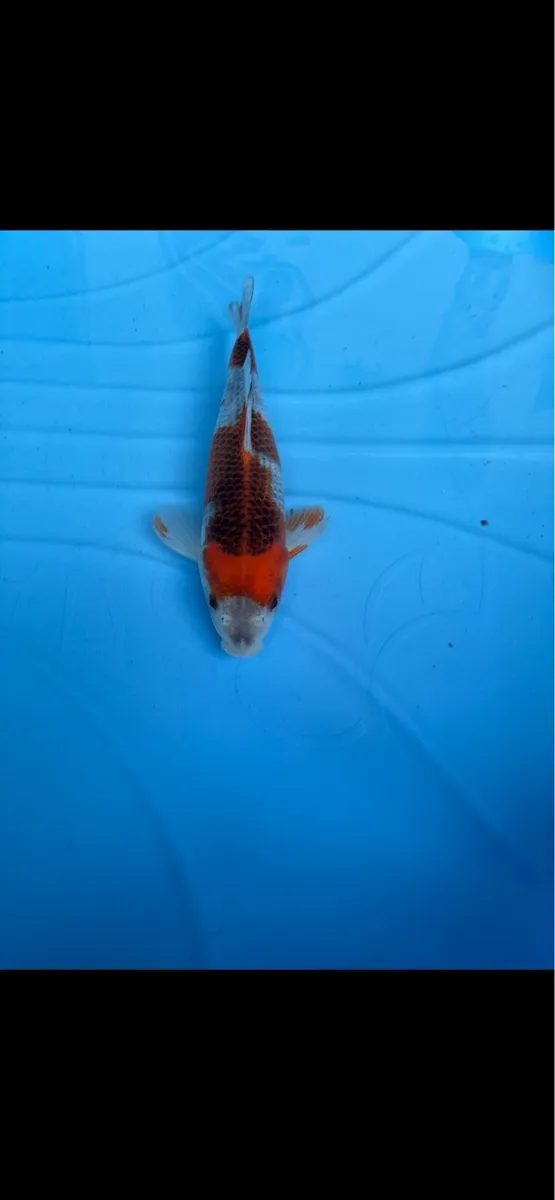 Japanese koi - Image 3