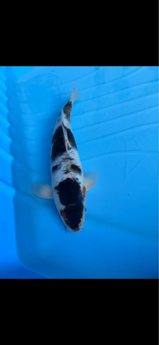 Japanese koi - Image 4