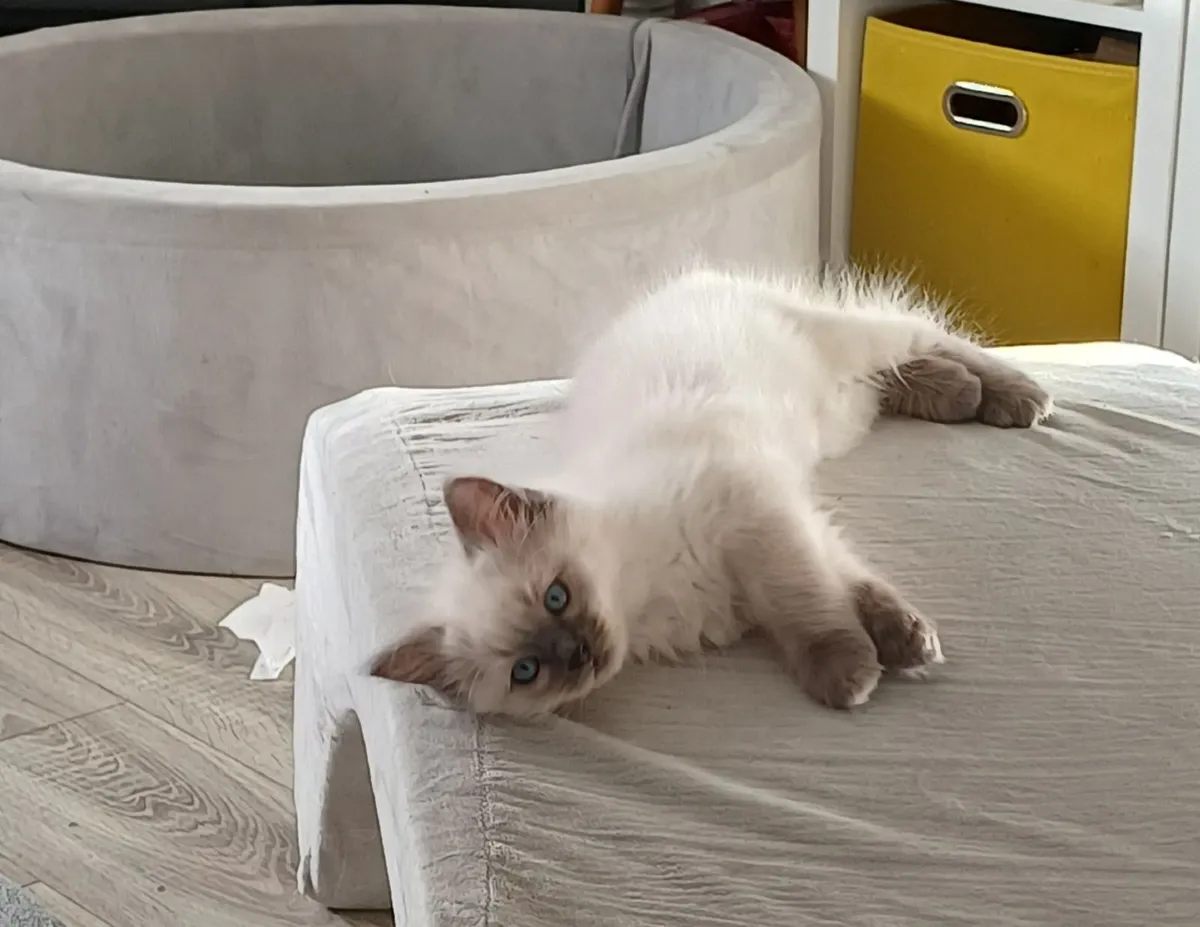 Ragdoll kittens - Image 1