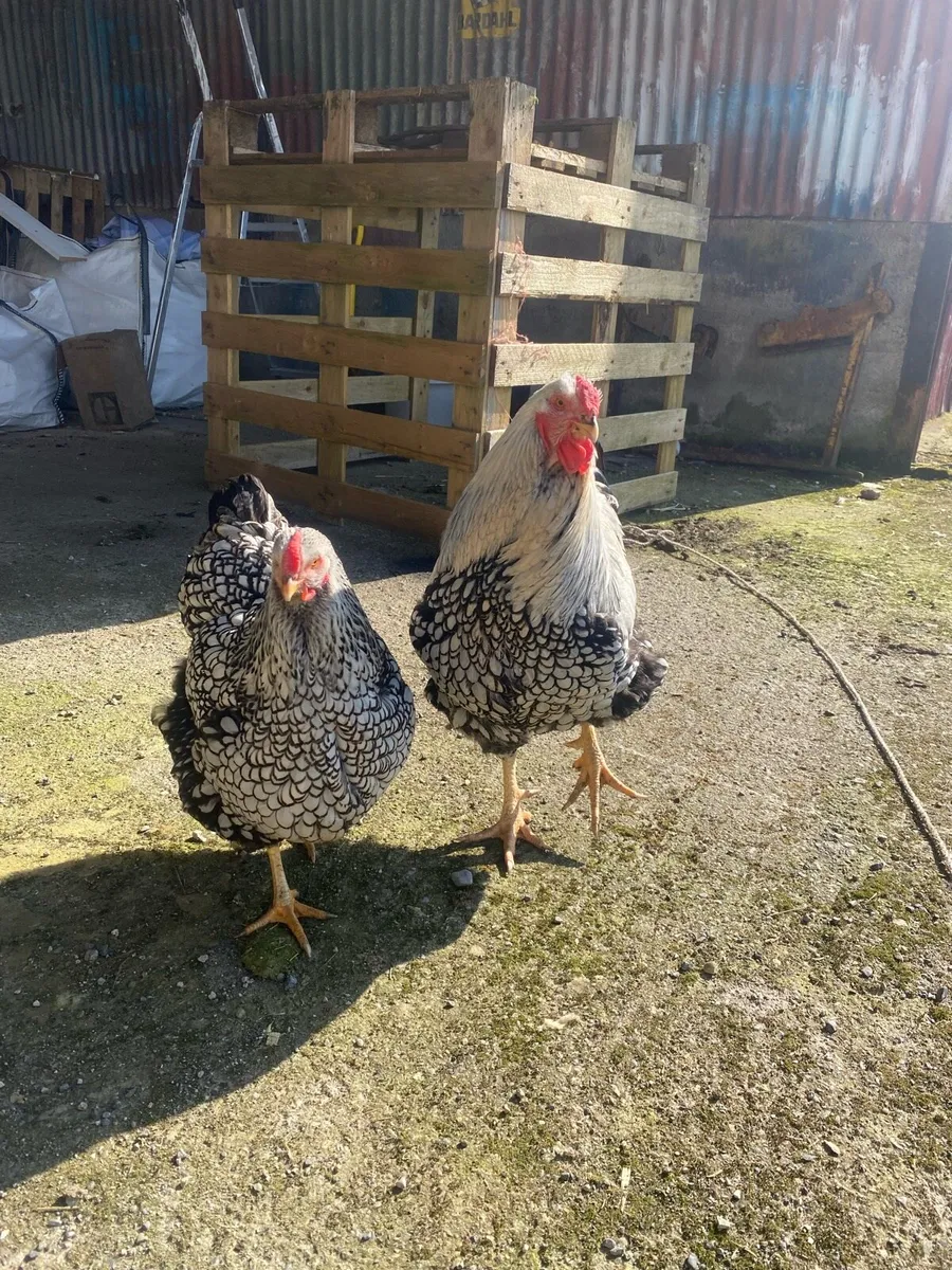 Hatching Eggs - Image 1