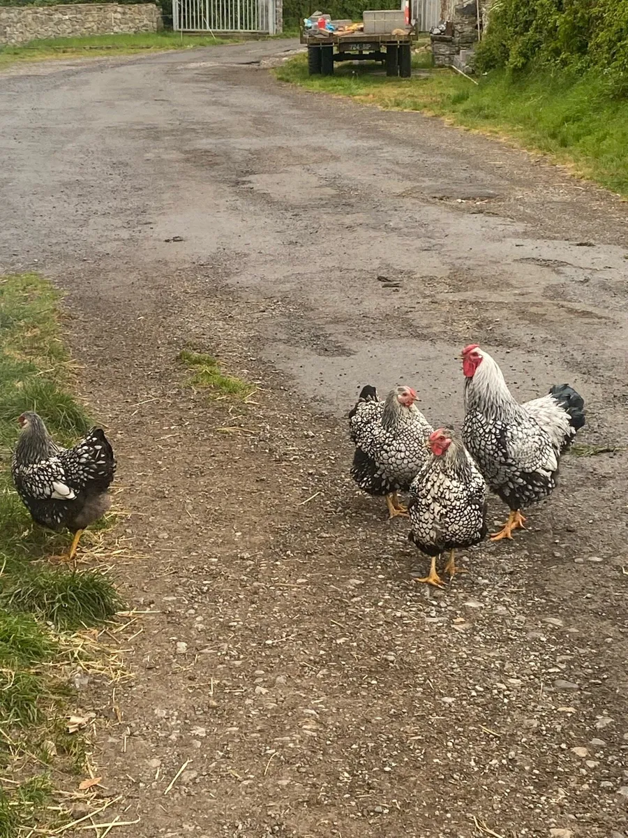 Hatching Eggs - Image 3