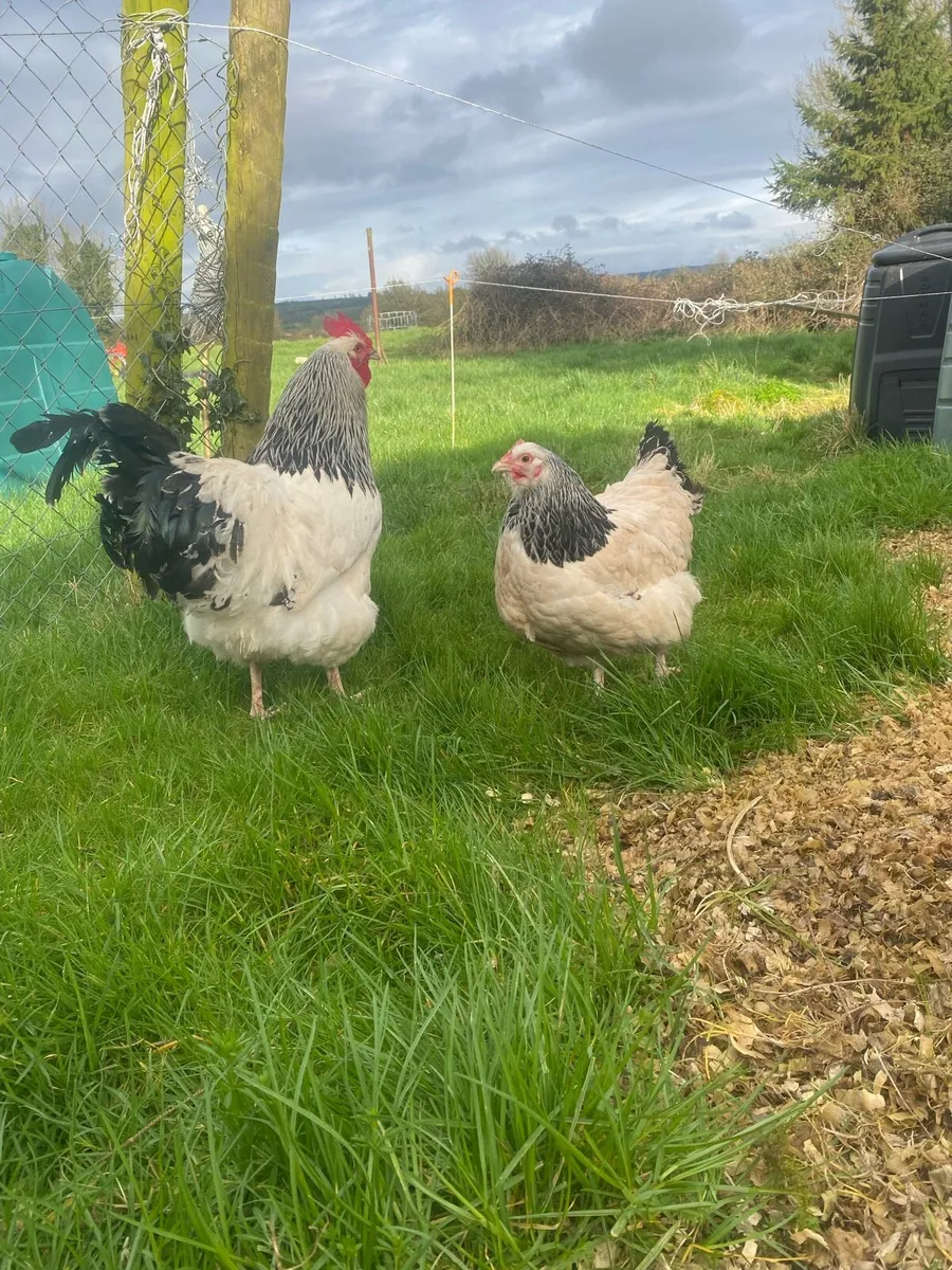 Hatching Eggs - Image 4