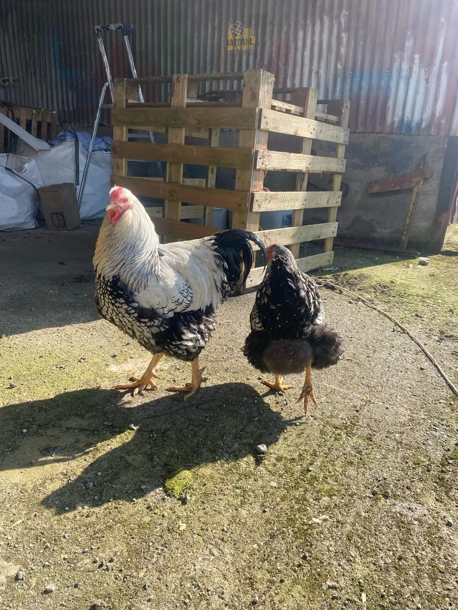 Hatching Eggs - Image 2