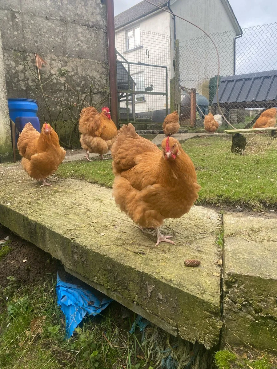 Hatching Eggs - Image 1