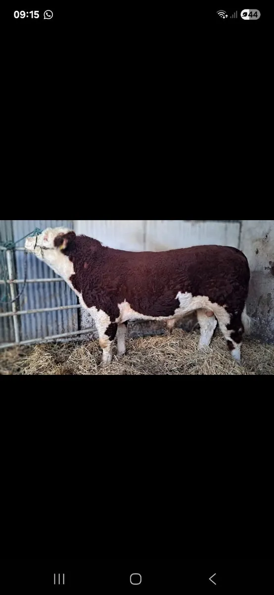 Hereford Bulls