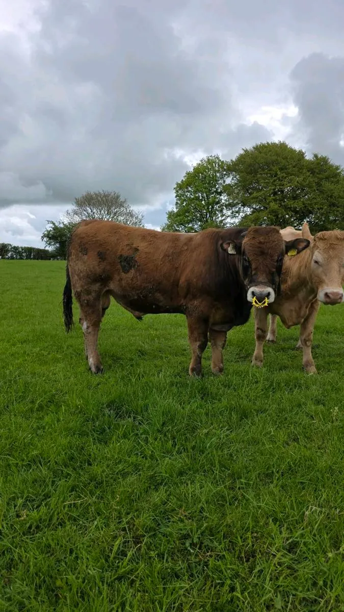 Aubrac Bull - Image 1