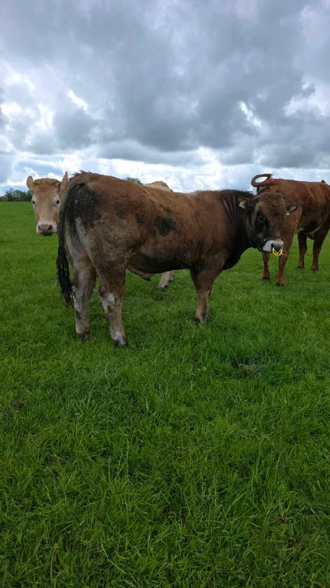 Aubrac Bull - Image 2
