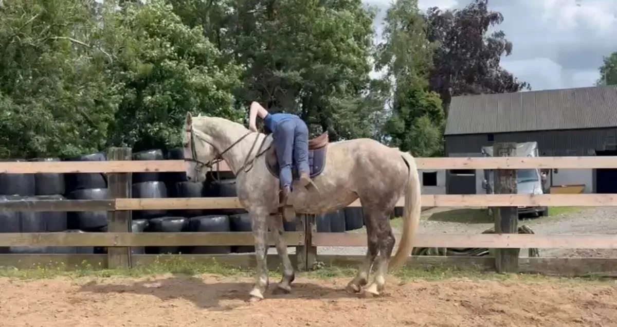 ☘️Irish draft mare for sale☘️ - Image 2