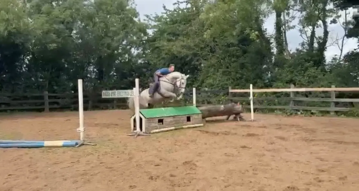☘️Irish draft mare for sale☘️ - Image 3