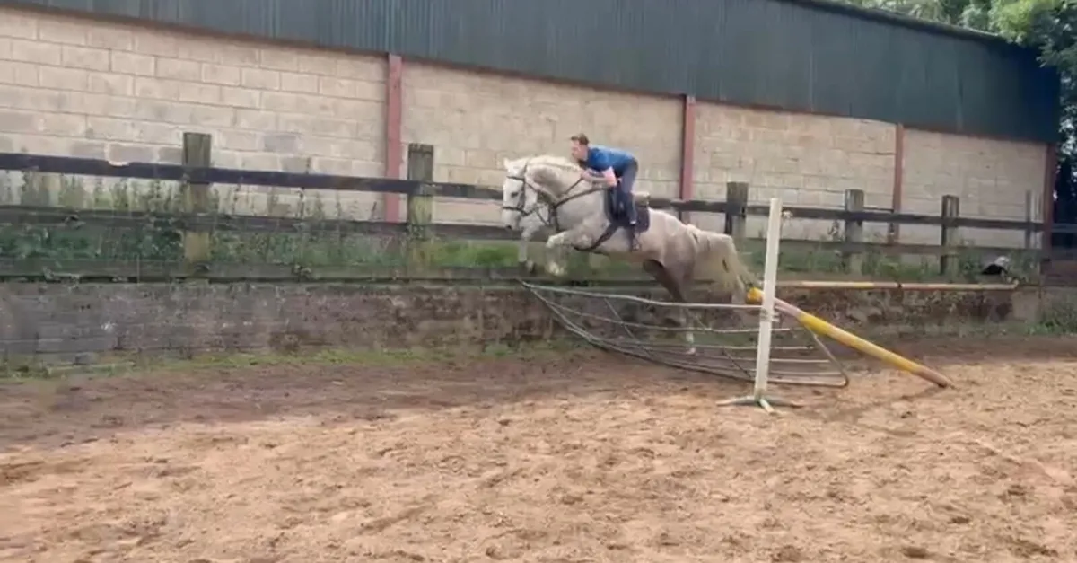☘️Irish draft mare for sale☘️ - Image 1