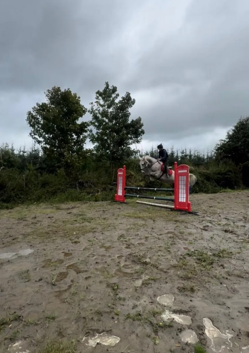 ☘️Irish draft mare for sale☘️ - Image 4