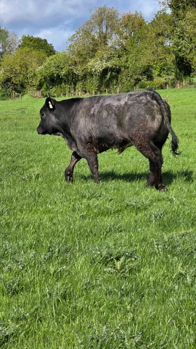 Shapey home bred bulls - Image 2