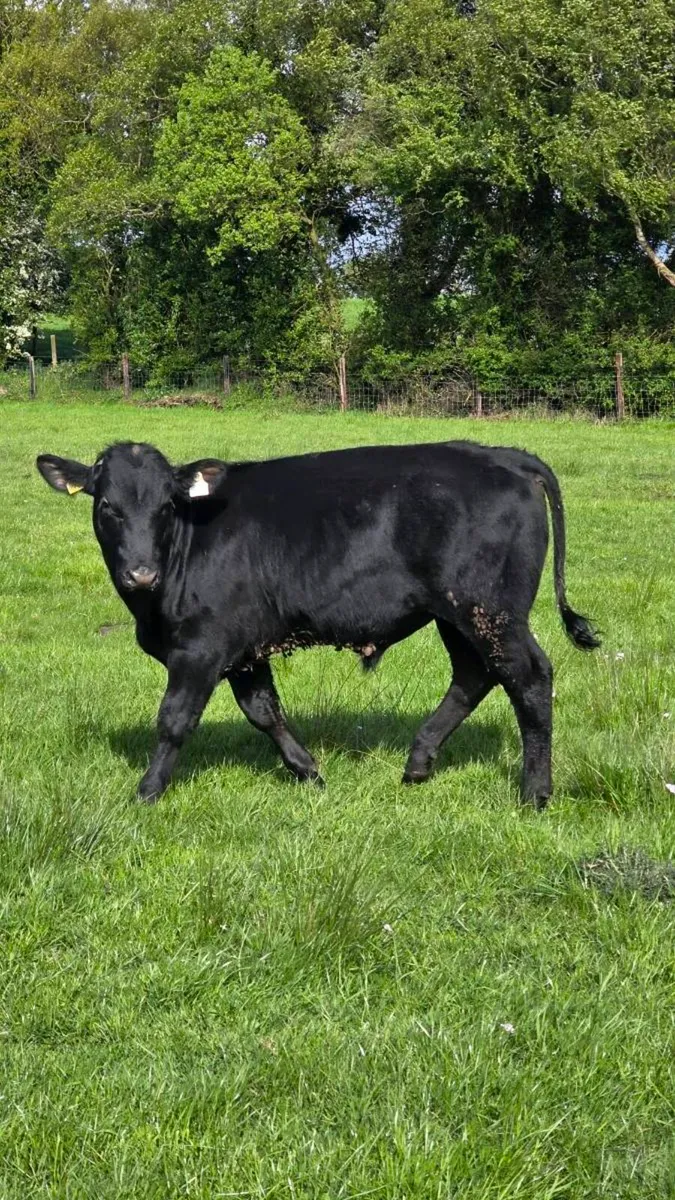 Shapey home bred bulls - Image 3