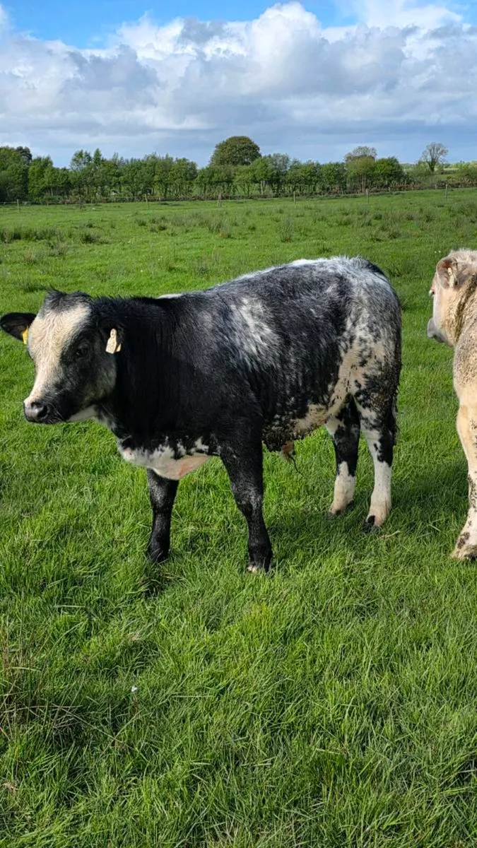 Shapey home bred bulls - Image 4