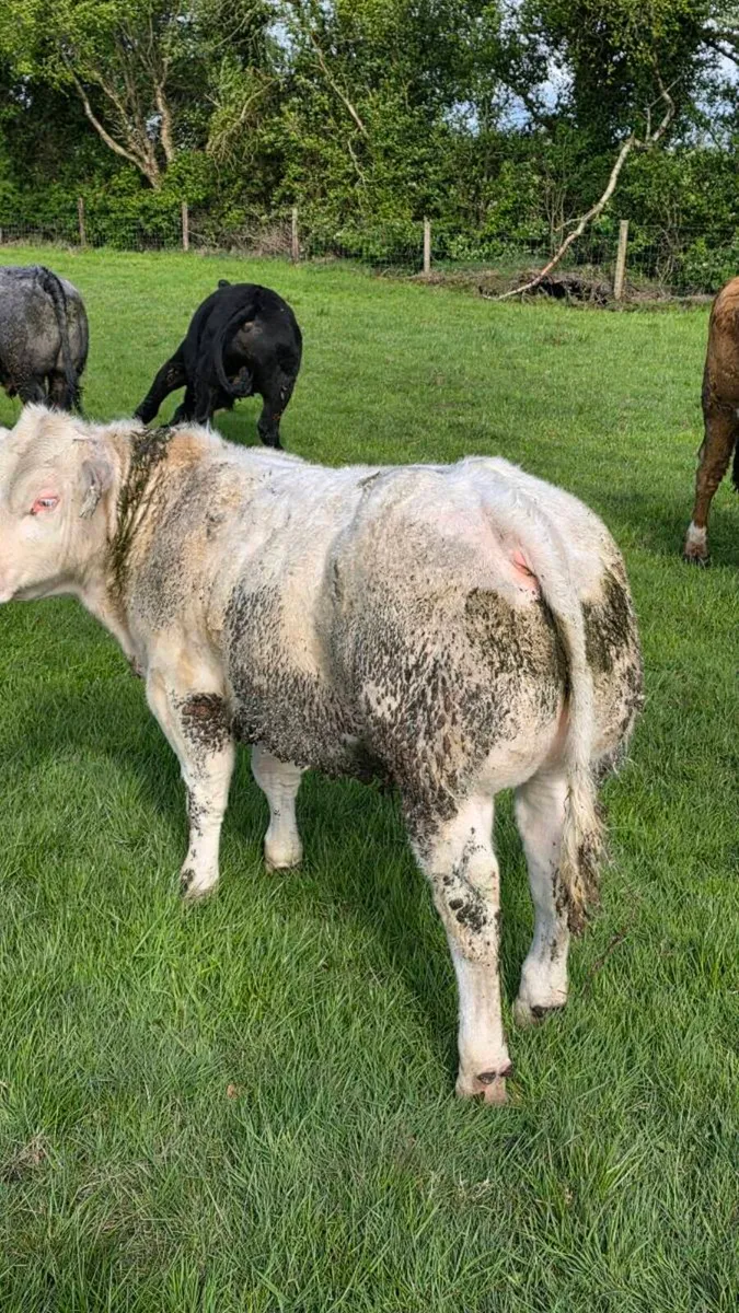 Shapey home bred bulls - Image 1