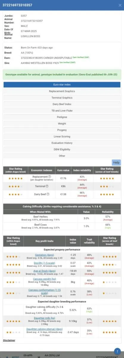 5⭐⭐️⭐️⭐️⭐️Pedigree registered AA Bulls - Image 2