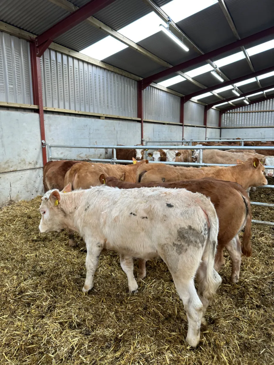 Charolais and lim heifers - Image 1