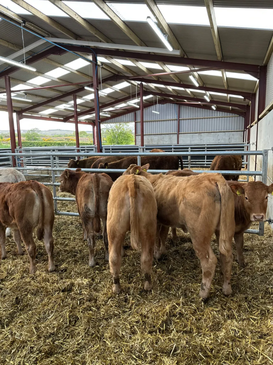 Charolais and lim heifers - Image 2