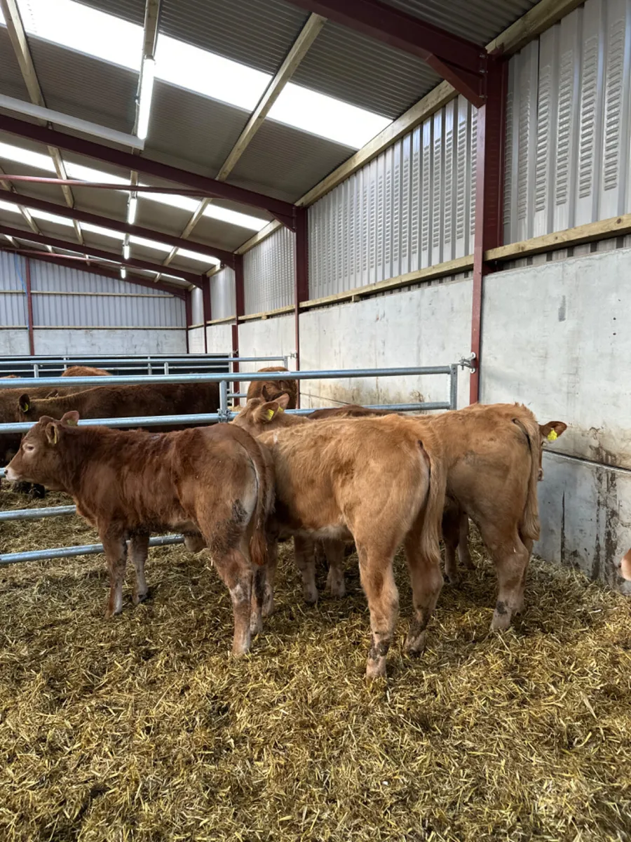 Charolais and lim heifers - Image 3