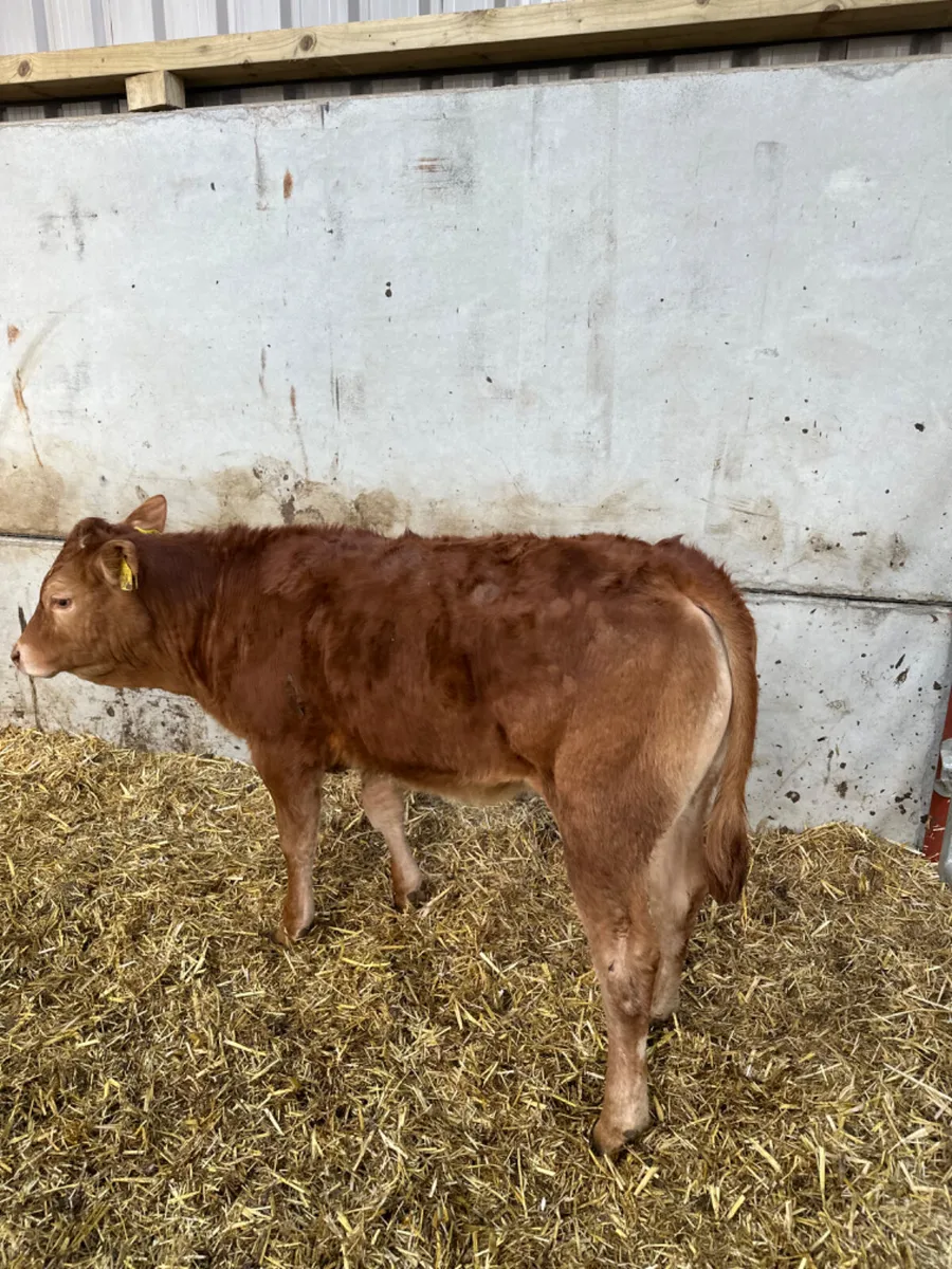 Charolais and lim heifers - Image 4