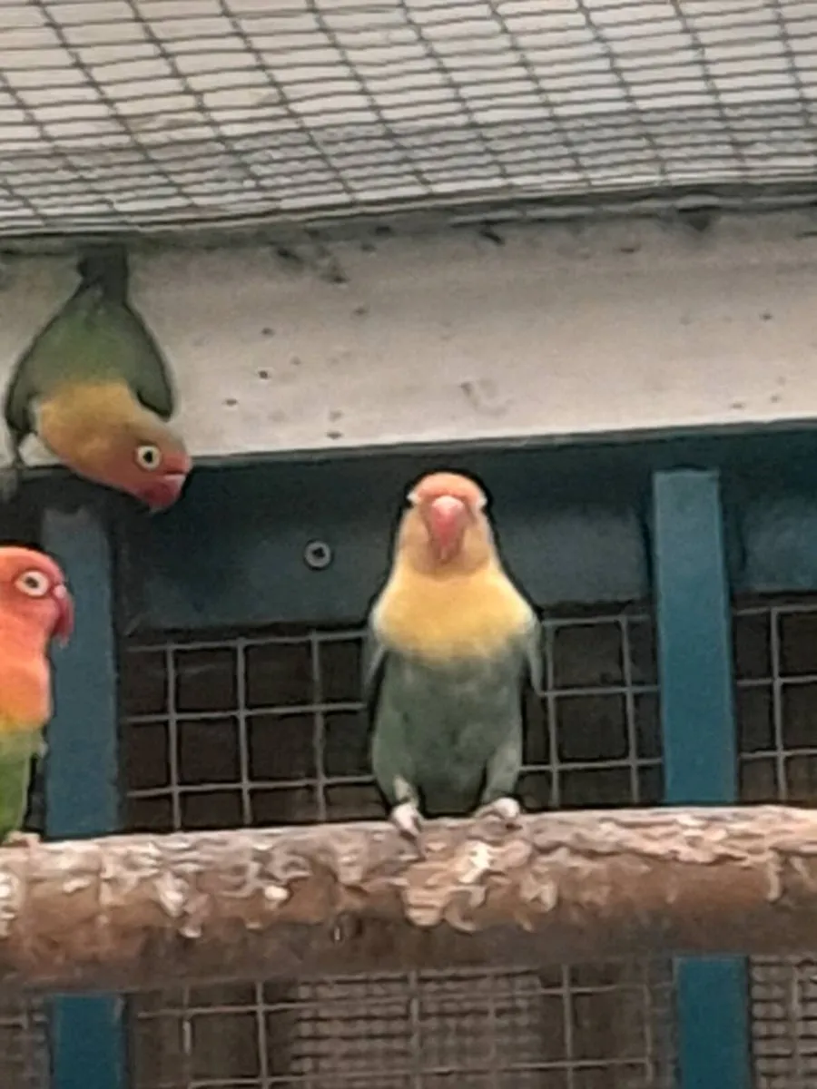 Lovebirds - Image 4