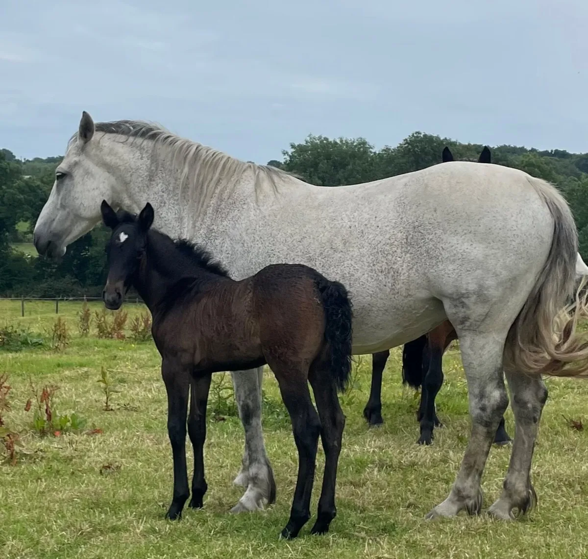 Connemara Broodmare - Image 3