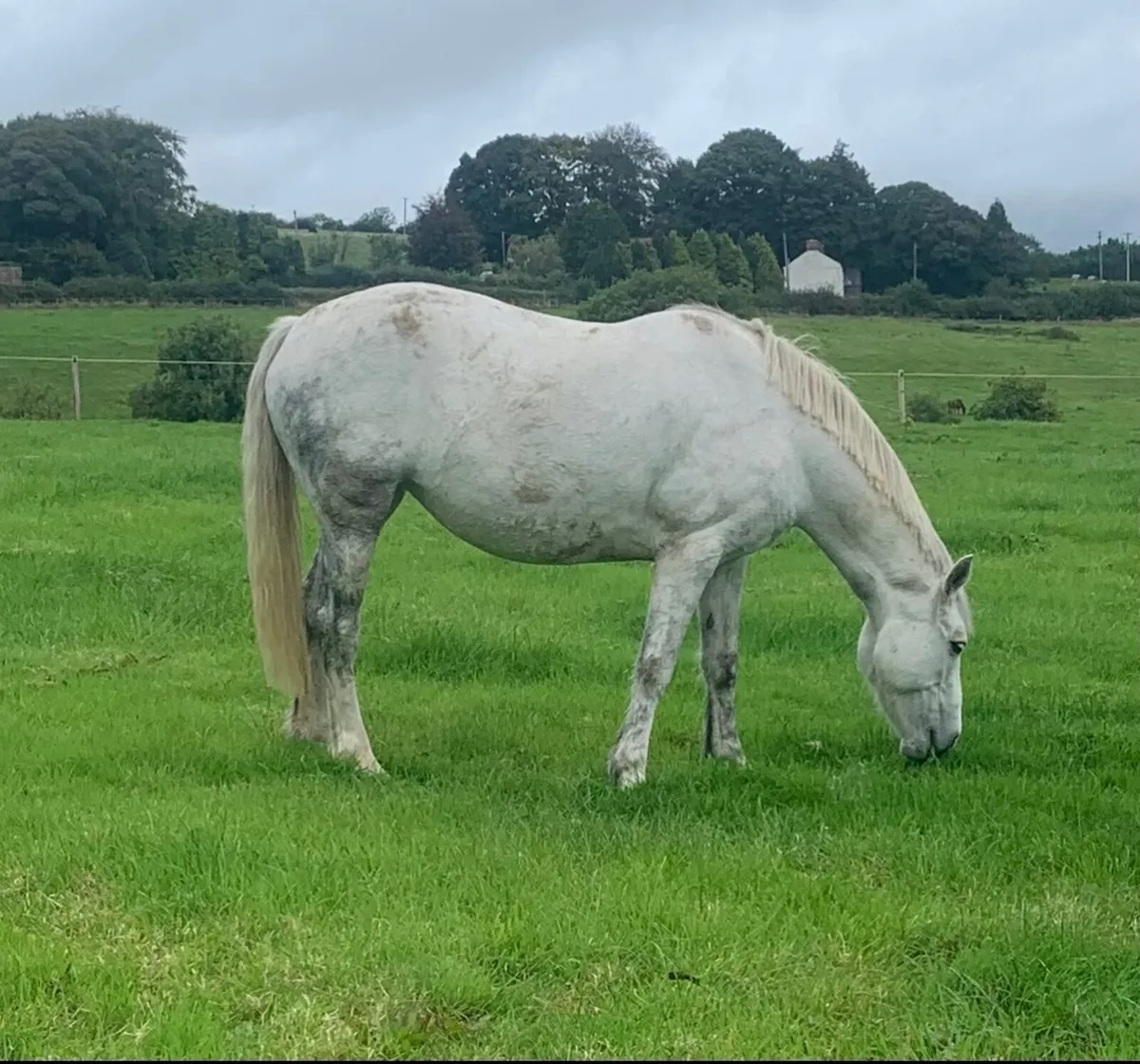 Connemara Broodmare - Image 1