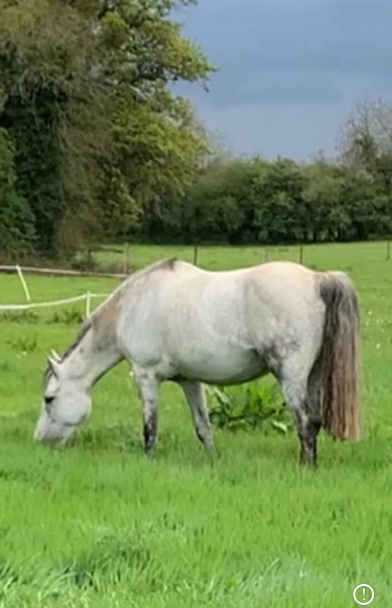 Connemara Broodmare - Image 2