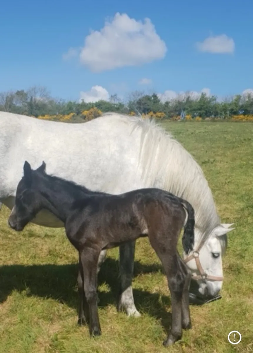 Connemara Broodmare - Image 4