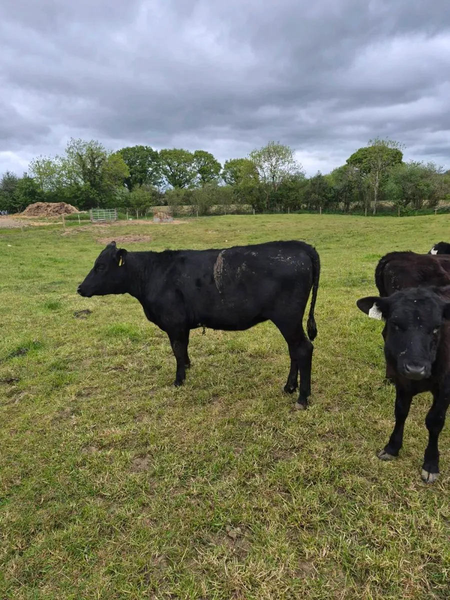 Limousine heifers - Image 1