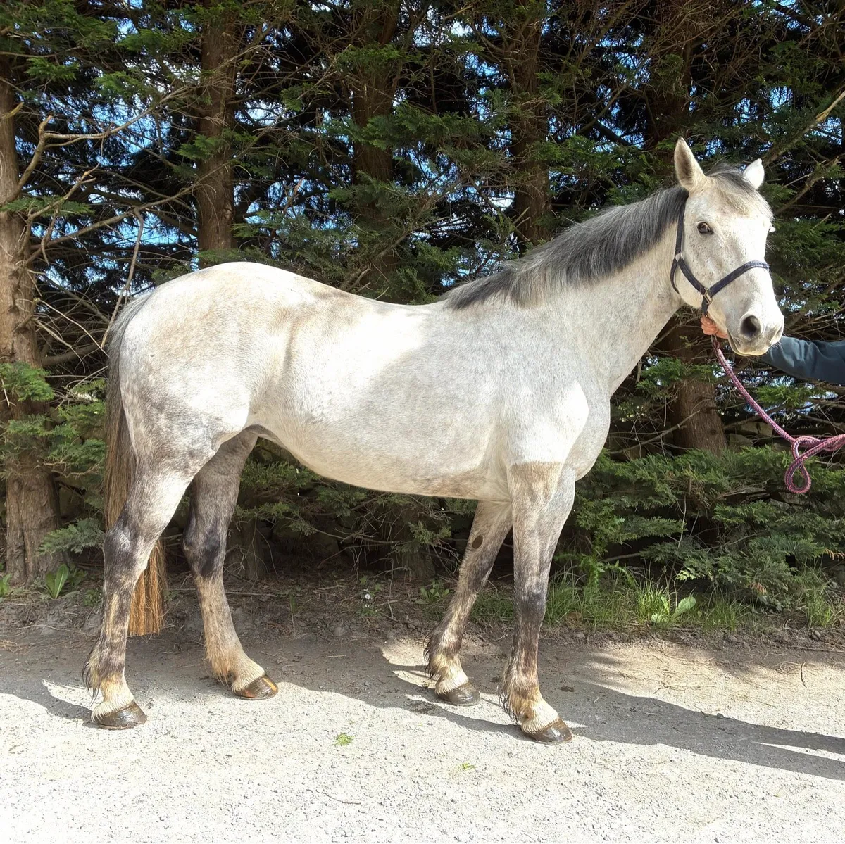 Irish Sport Horse 16.1” - Mountain Diamond Sire - Image 1