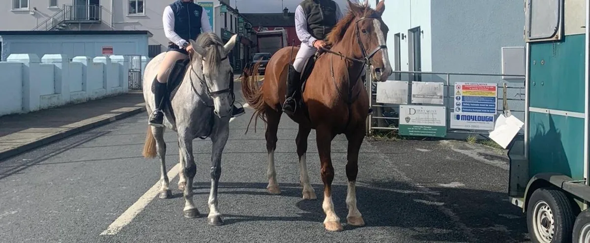 Irish Sport Horse 16.1” - Mountain Diamond Sire - Image 3