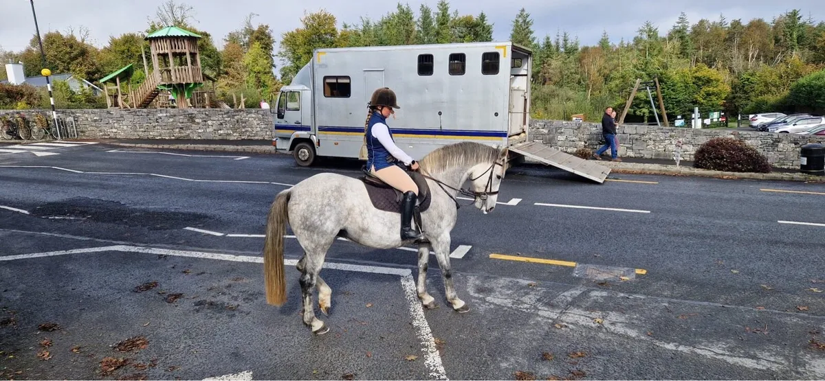 Irish Sport Horse 16.1” - Mountain Diamond Sire - Image 4