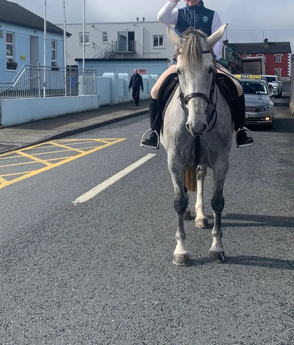 Irish Sport Horse 16.1” - Mountain Diamond Sire - Image 2