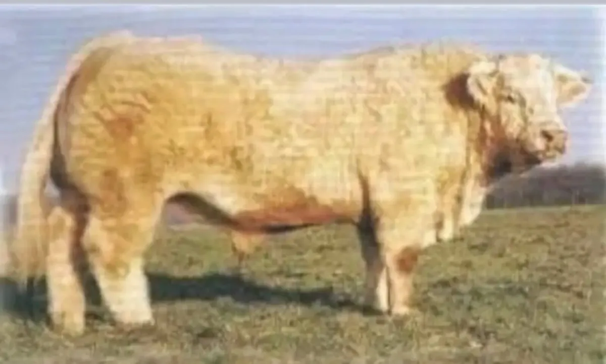 Charolais Semen
